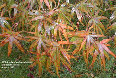 Acer palmatum 'Linearilobum'